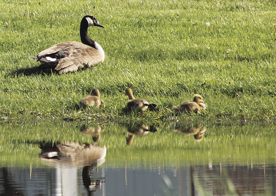 FAMILY REFLECTION